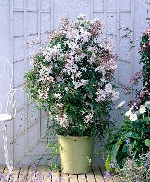 JASMINUM POLYANTHUM PINK JASMINE 3.5L – Twigland