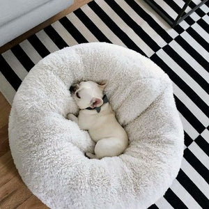 cool dog beds australia