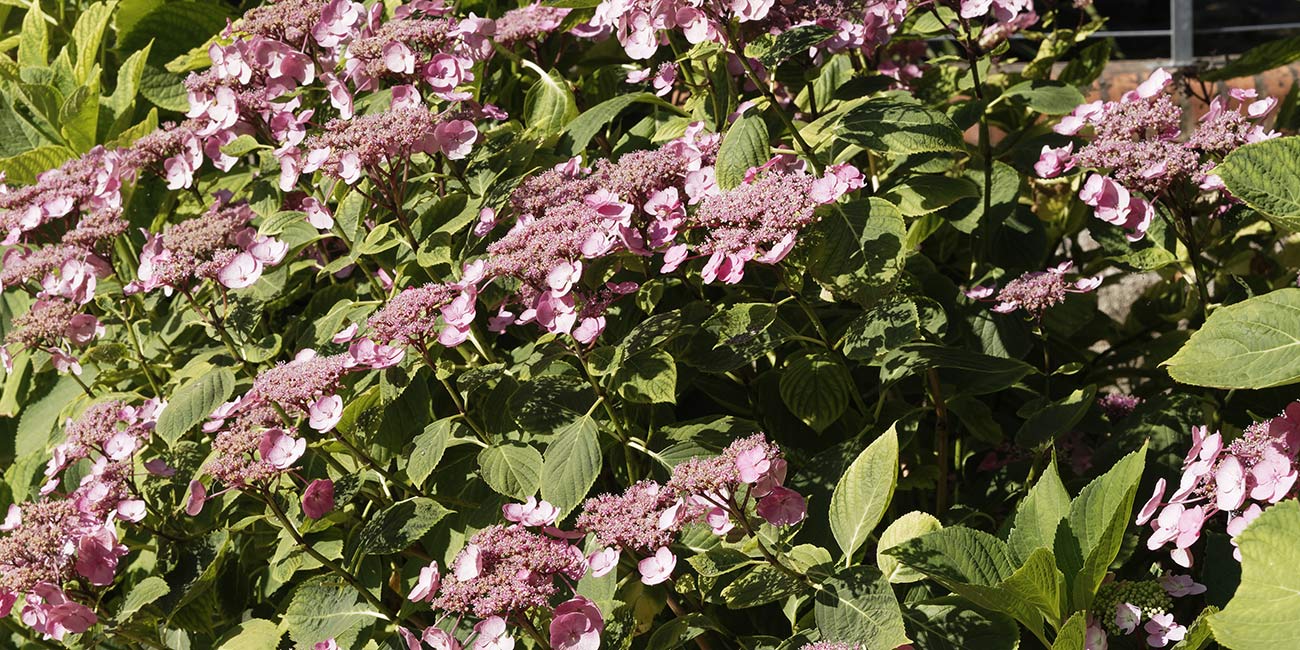 Rosa Hortensien Busch Rosa Hortensien Busch