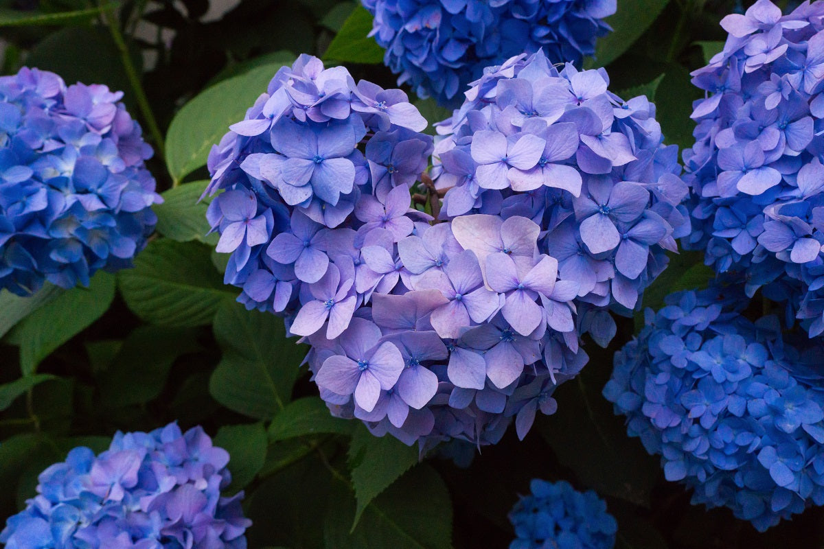 Hortensie Blue Boogie Woogie Blüte Hortensie Blue Boogie Woogie Blüte