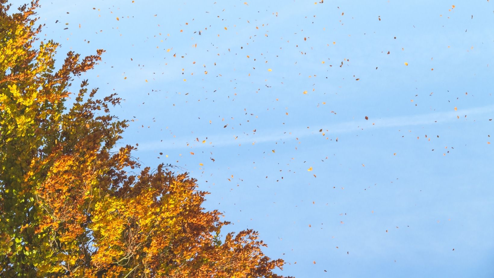 saison automne