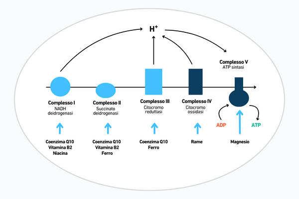 Coinvolgimento dell'ubiquinolo nella produzione di ATP