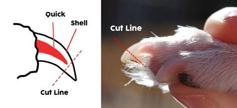 What is a Dog Nails Quick [ Answered ]