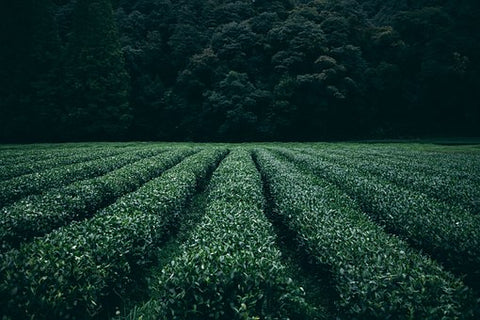 arbatos plantacija