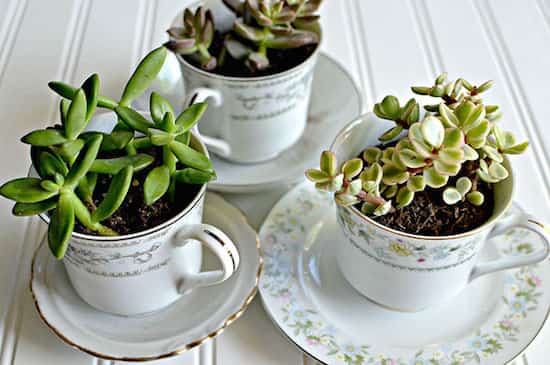 recycling teacups