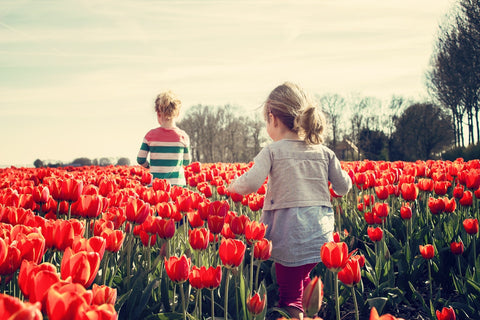 toddlers walking in the field of tulips