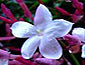 jasmine lilac flowers