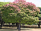 almond tree