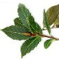 bay laurel oil 