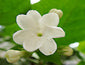 jasmine scented flower