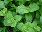 mint leaves