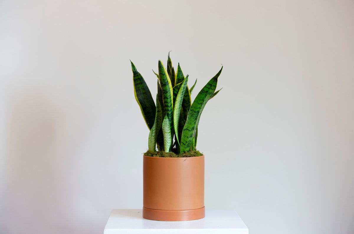 Kansas City Florist Same-Day Plant Delivery. Snake plant in terracotta pot covered in moss.