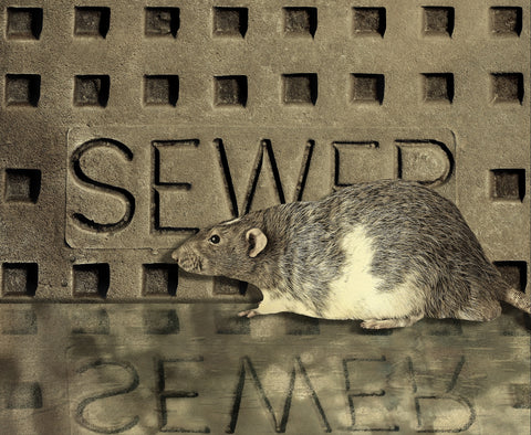 Rat in sewer 