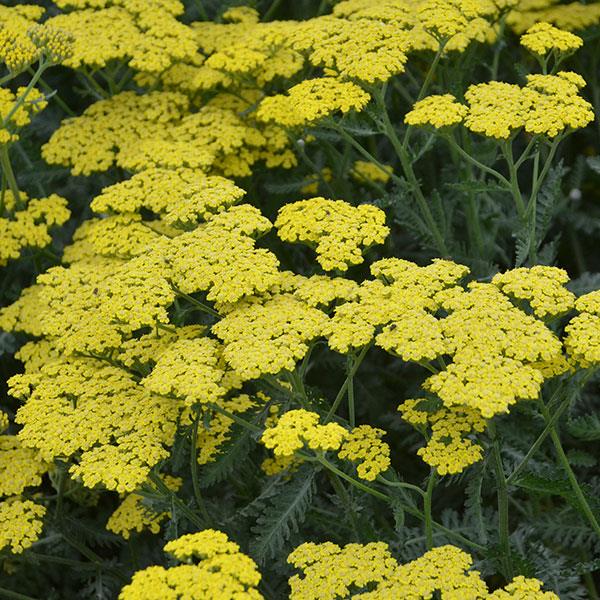 ACHILLEA Lot de 20 cintres enfant - Selsey