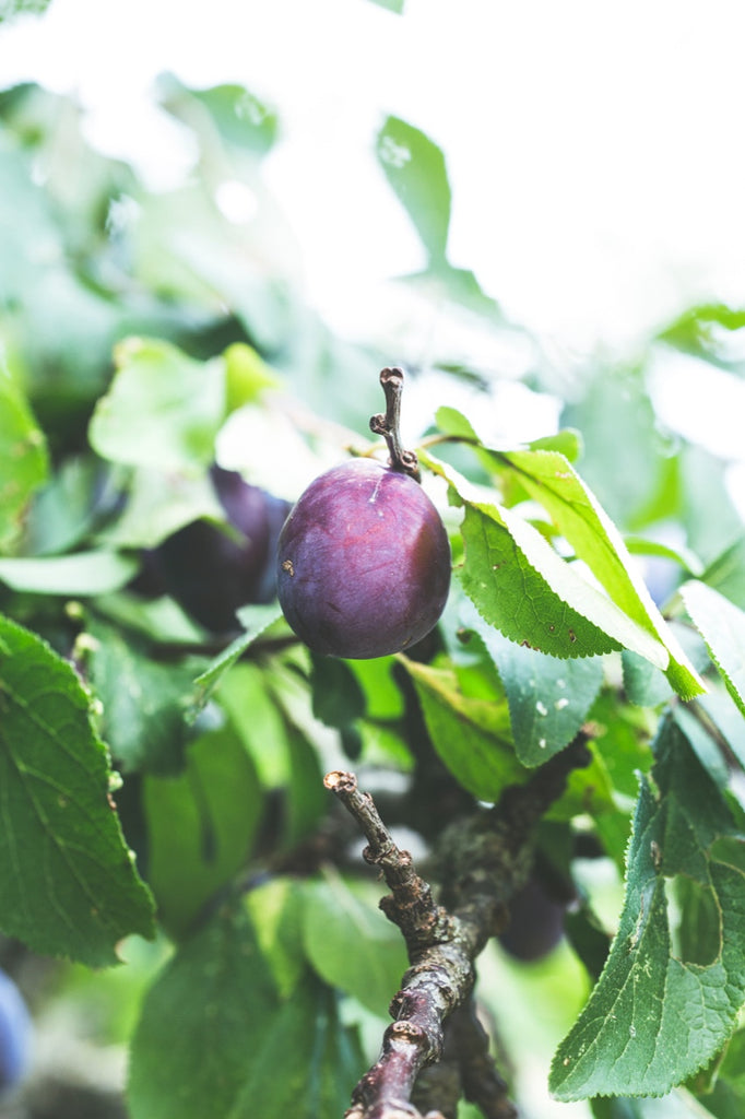 Plums Health Benefits Are Many- It Is a Superfod Fruit That's Delicious