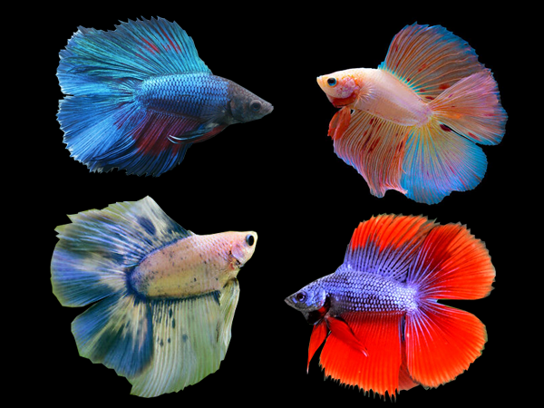 Betta, Doubletail 