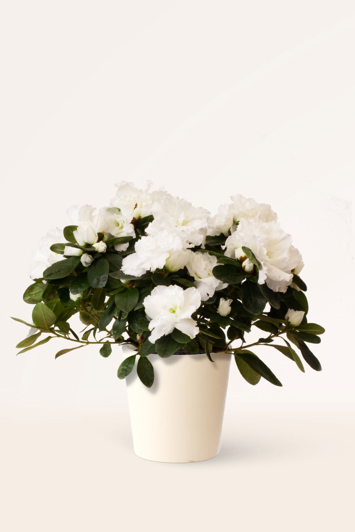 Comprar Azalea Blanca (Rhododendron ) online | April Plants | APRILPLANTS