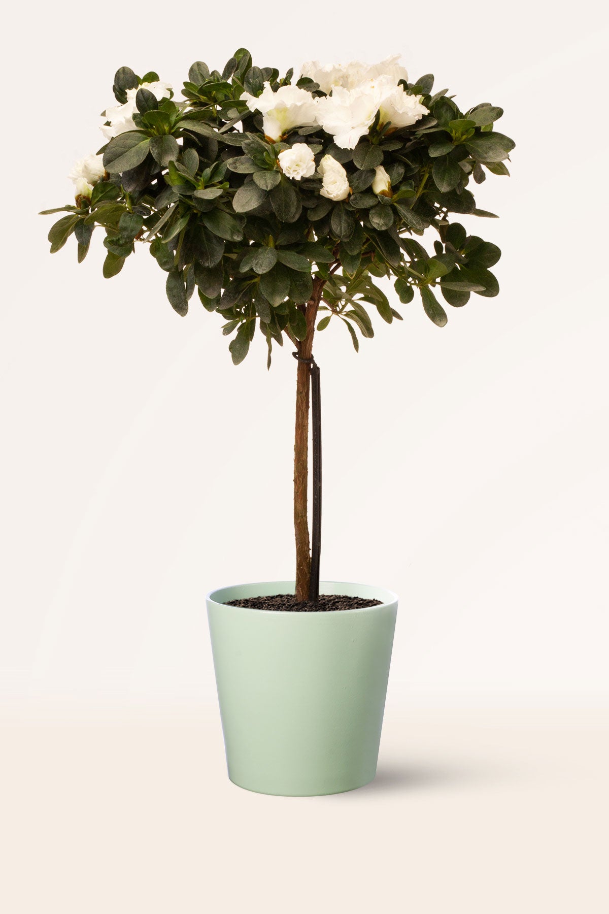 Comprar Azalea Blanca Copa (Rhododendron ) online | April Plants |  APRILPLANTS