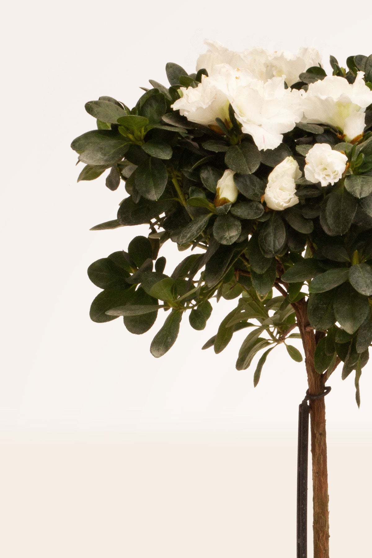 Comprar Azalea Blanca Copa (Rhododendron ) online | April Plants |  APRILPLANTS