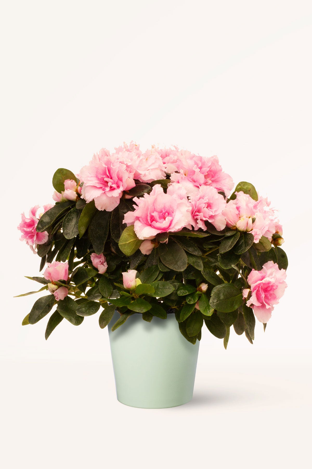 Comprar Azalea Rosa (Rhododendron) online | April Plants | APRILPLANTS