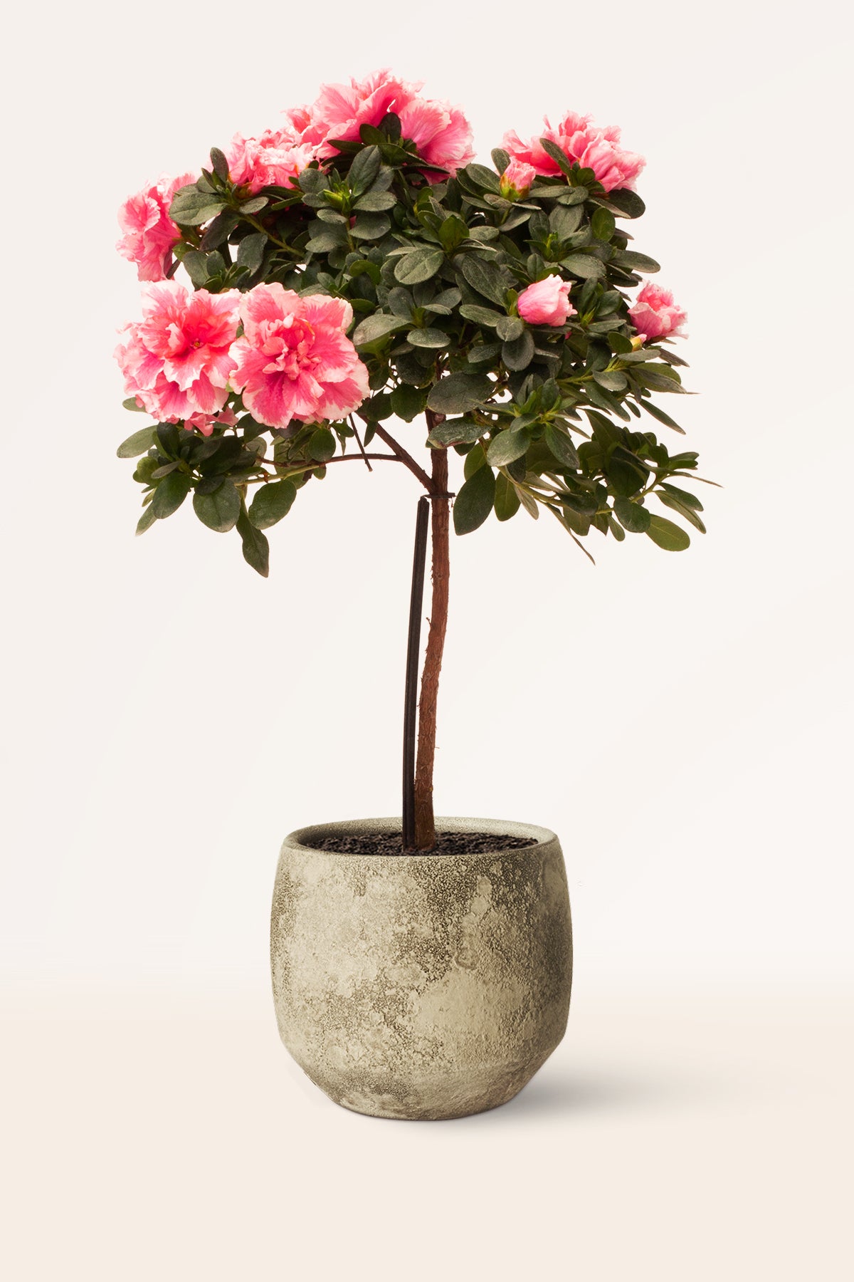 Comprar Azalea Roja Copa (Rhododendron) online | April Plants | APRILPLANTS