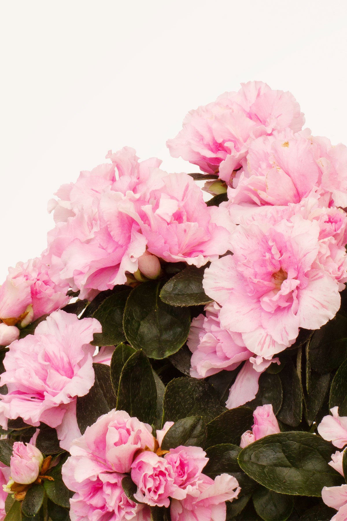 Comprar Azalea Rosa (Rhododendron) online | April Plants | APRILPLANTS