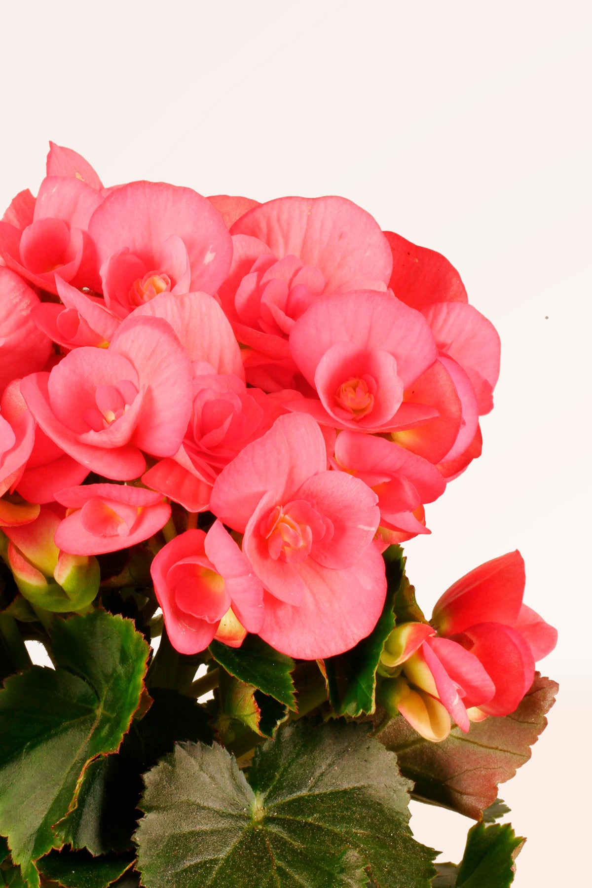 Comprar Begonia Hiemalis Rosa | Plantas para regalar | APRILPLANTS