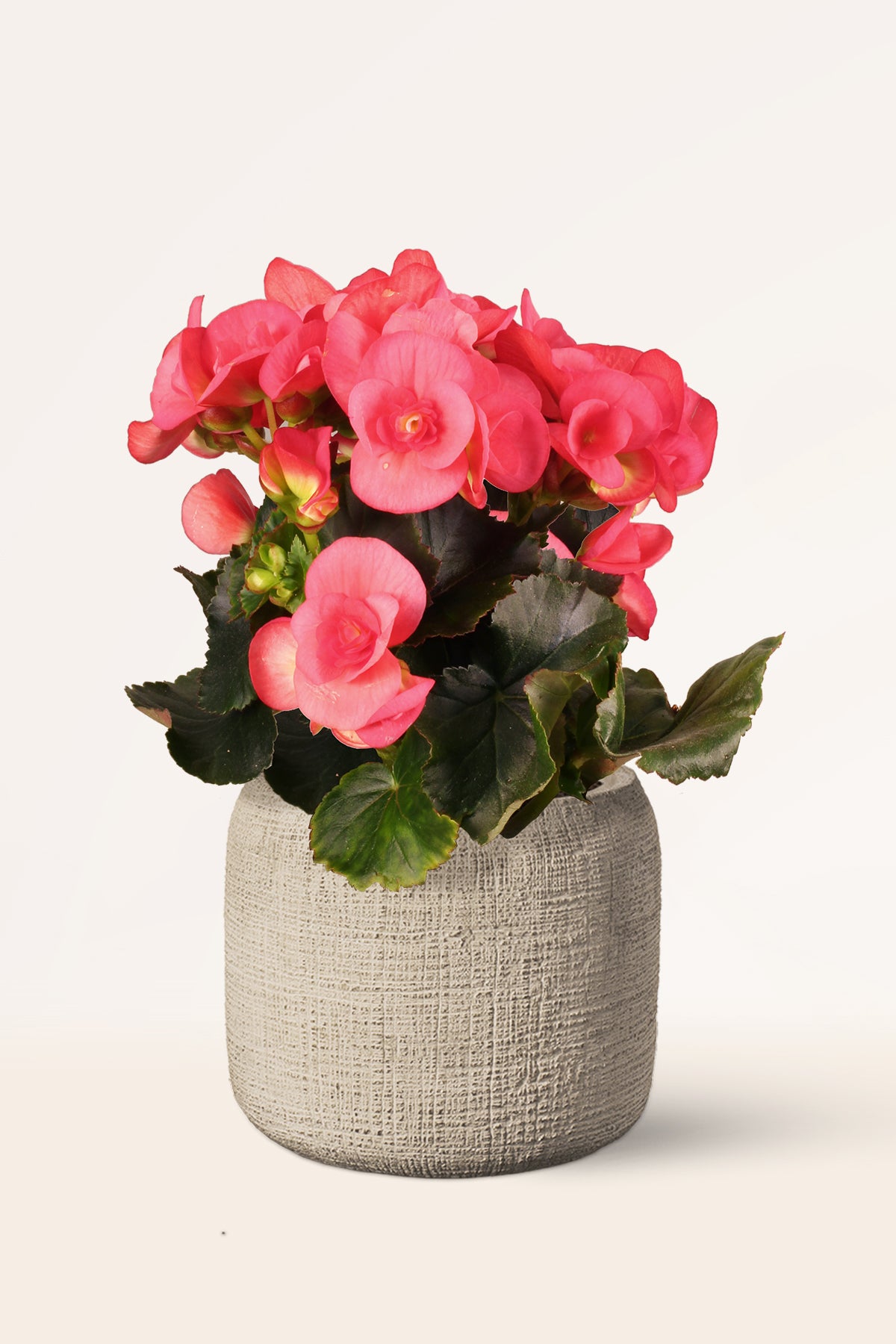 Comprar Begonia Hiemalis Rosa | Plantas para regalar | APRILPLANTS