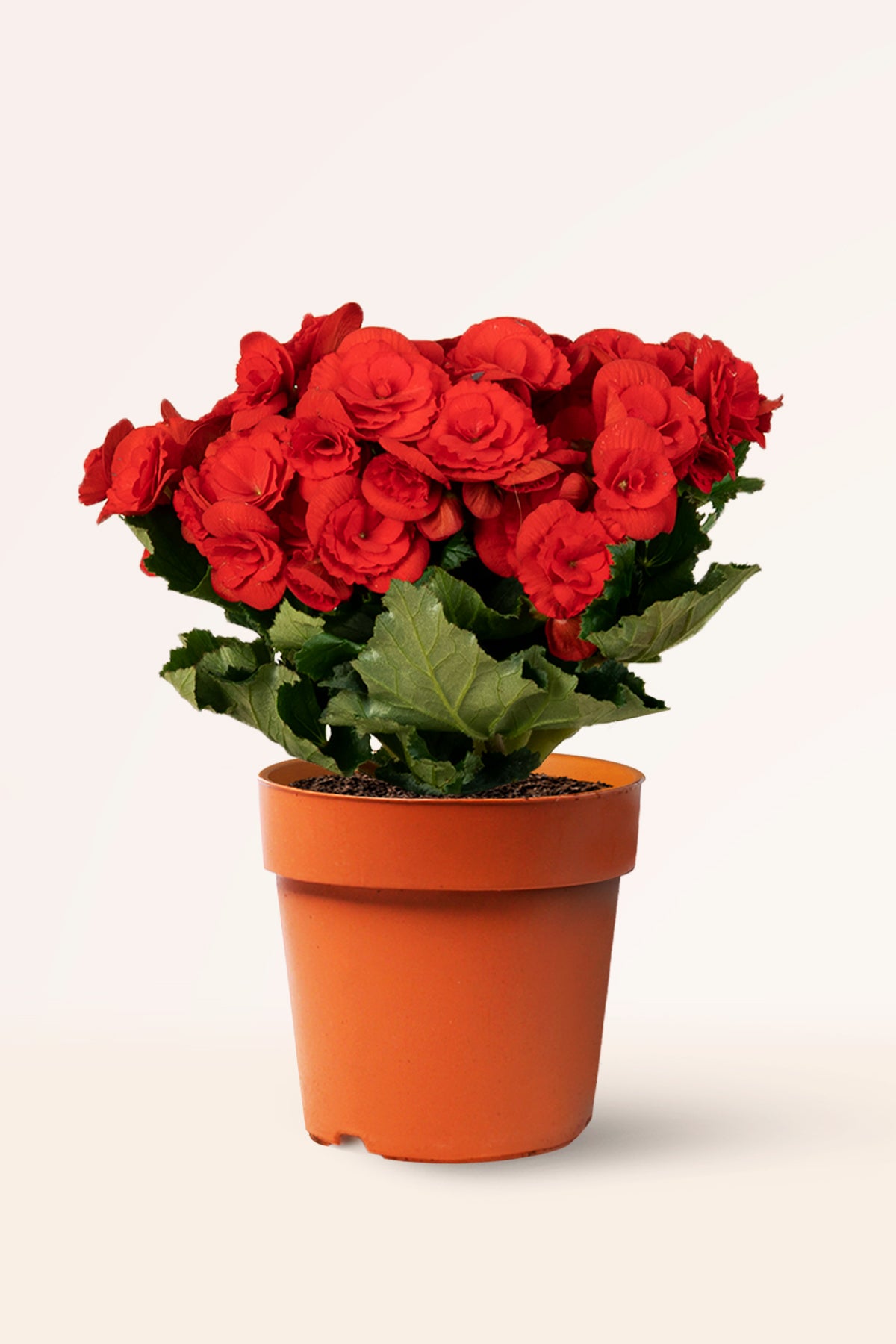 Comprar Begonia Hiemalis Roja | Plantas para regalar | APRILPLANTS
