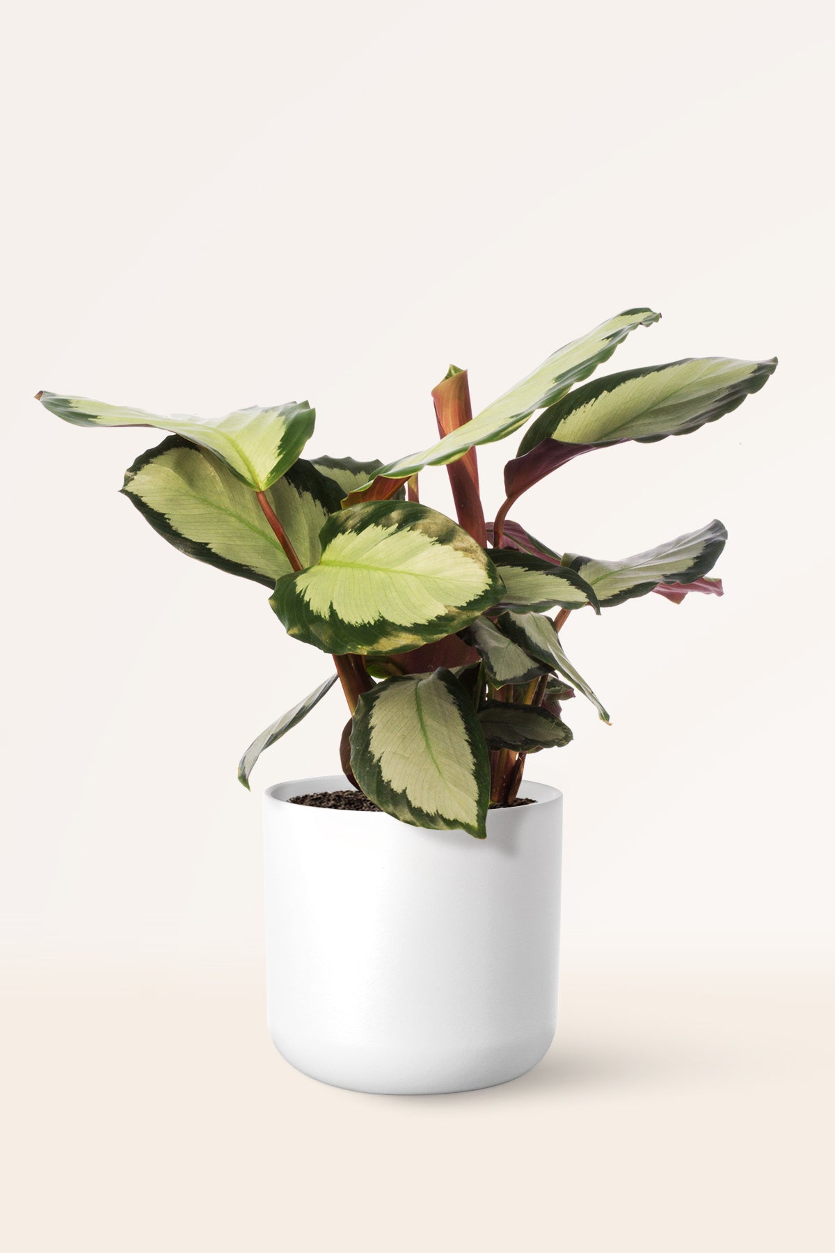 Calathea Argentea | Comprar plantas online | Plantas de interior |  APRILPLANTS