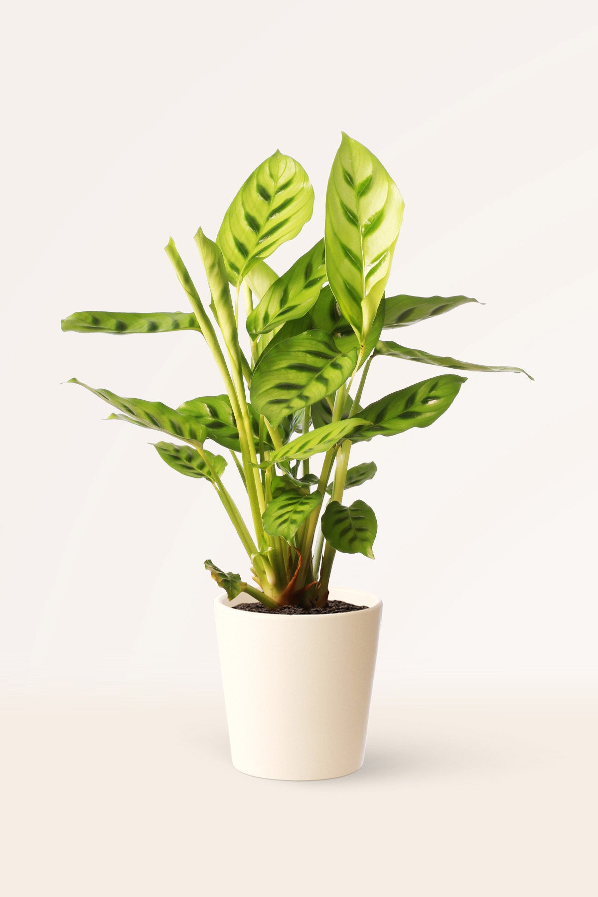 Calathea Leopardina | Comprar plantas online | Plantas de interior |  APRILPLANTS