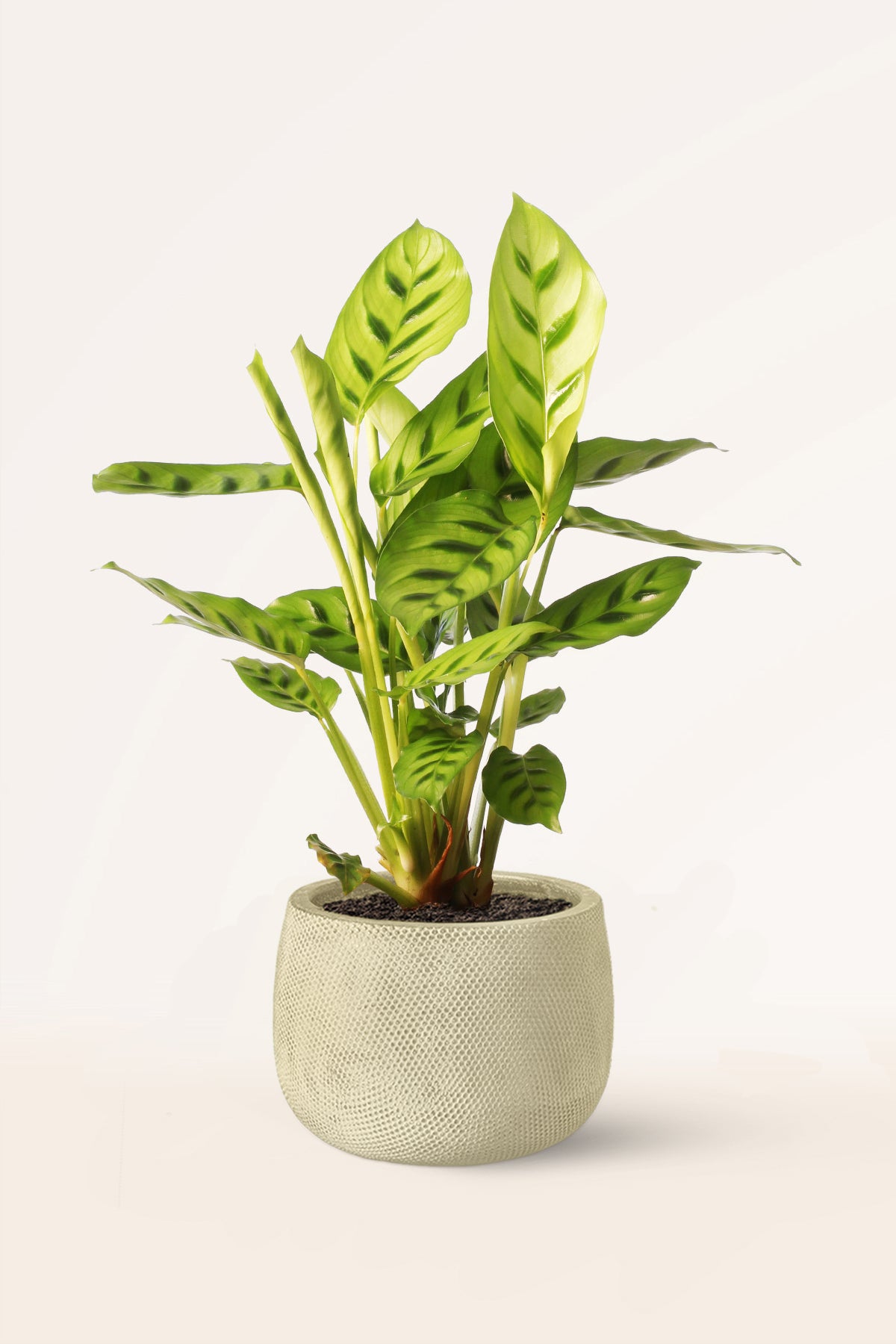 Calathea Leopardina | Comprar plantas online | Plantas de interior |  APRILPLANTS