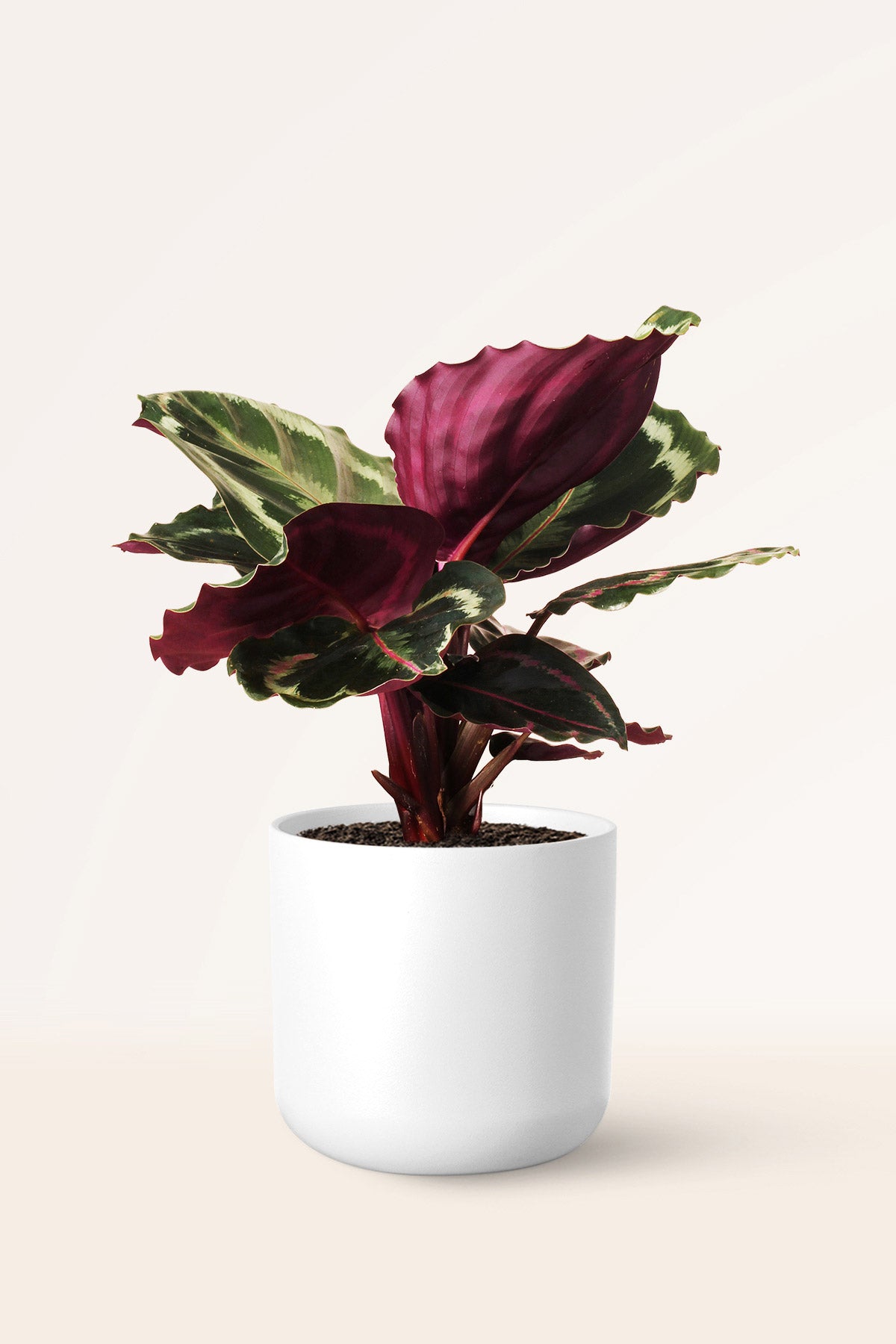 Calathea Medallion | Comprar plantas online | Plantas de interior |  APRILPLANTS