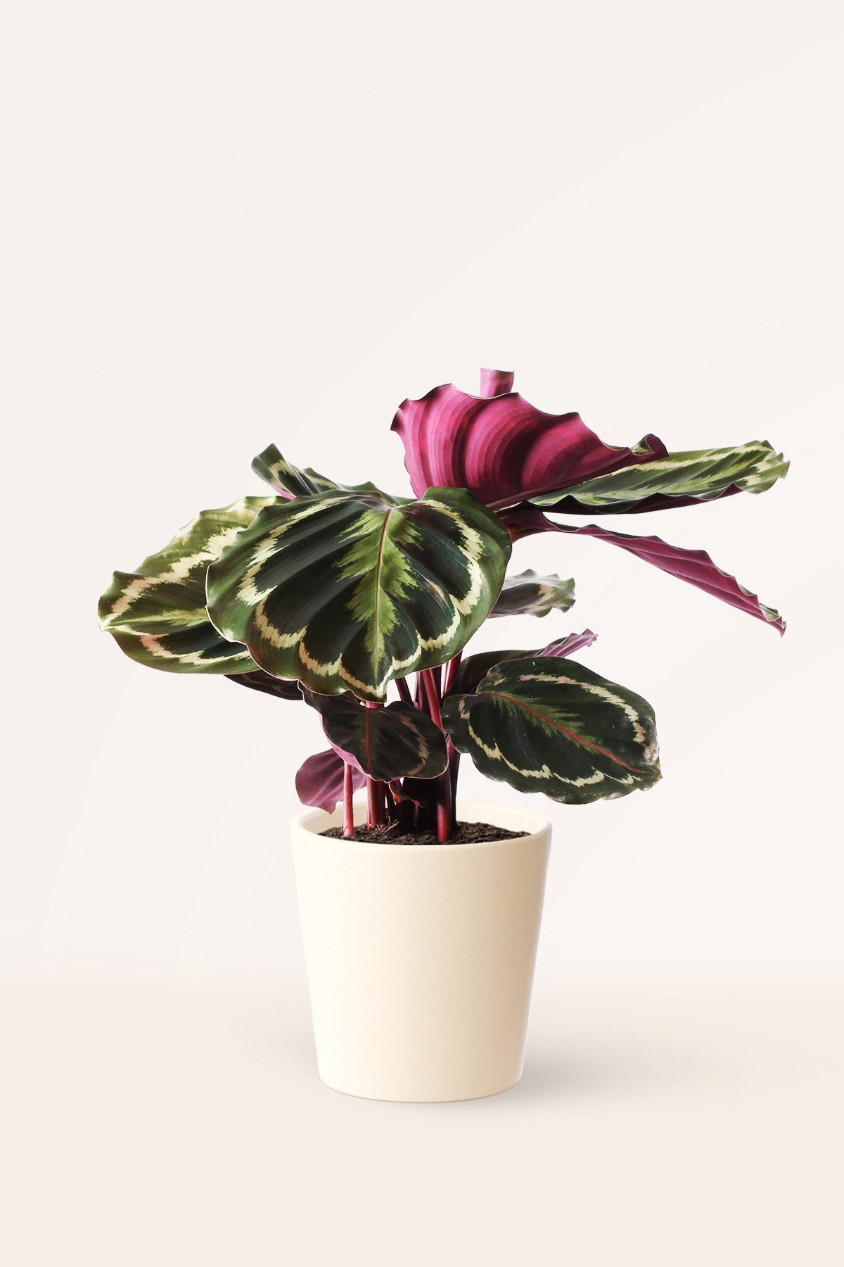 Calathea Medallion | Comprar plantas online | Plantas de interior |  APRILPLANTS