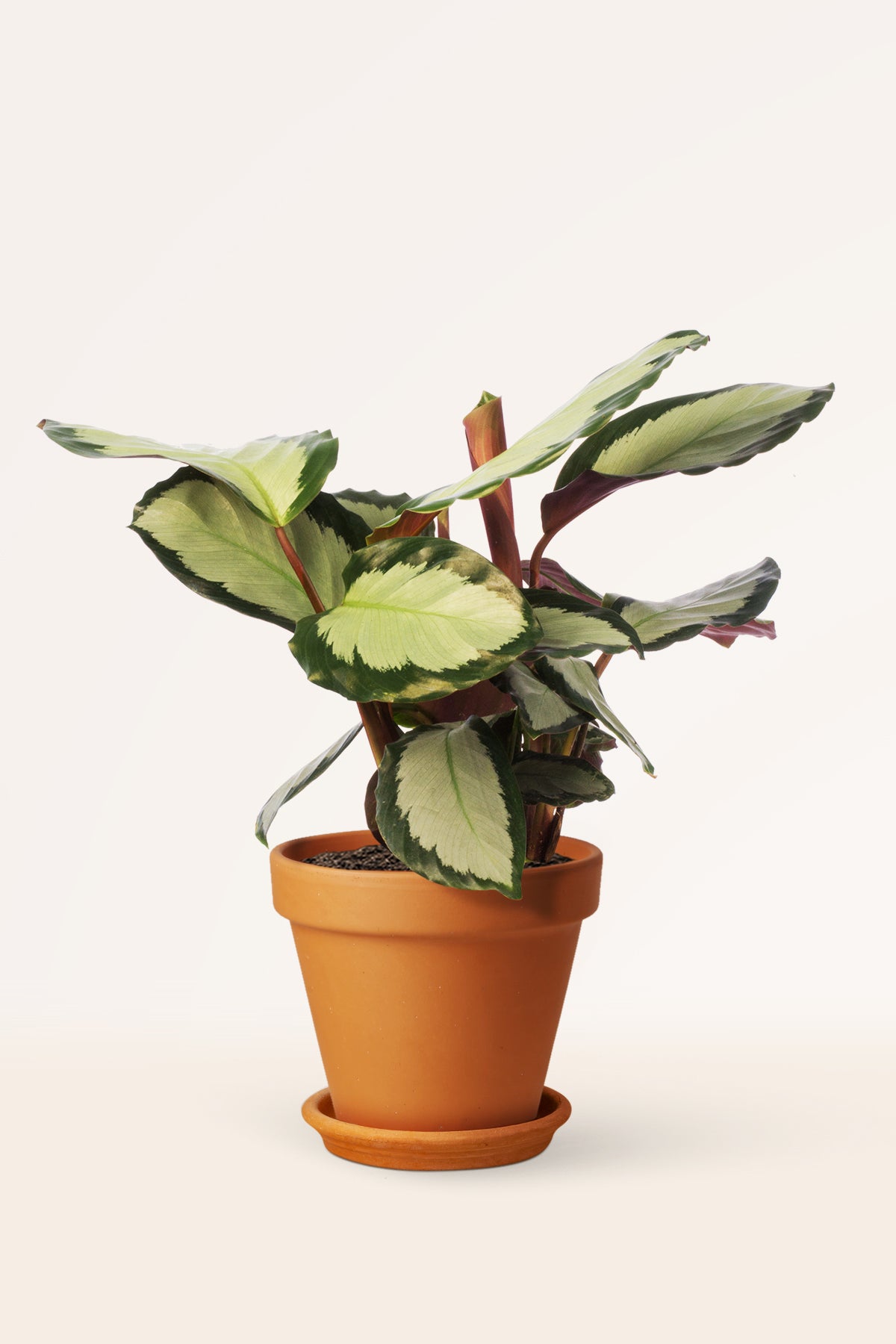 Calathea Argentea | Comprar plantas online | Plantas de interior |  APRILPLANTS