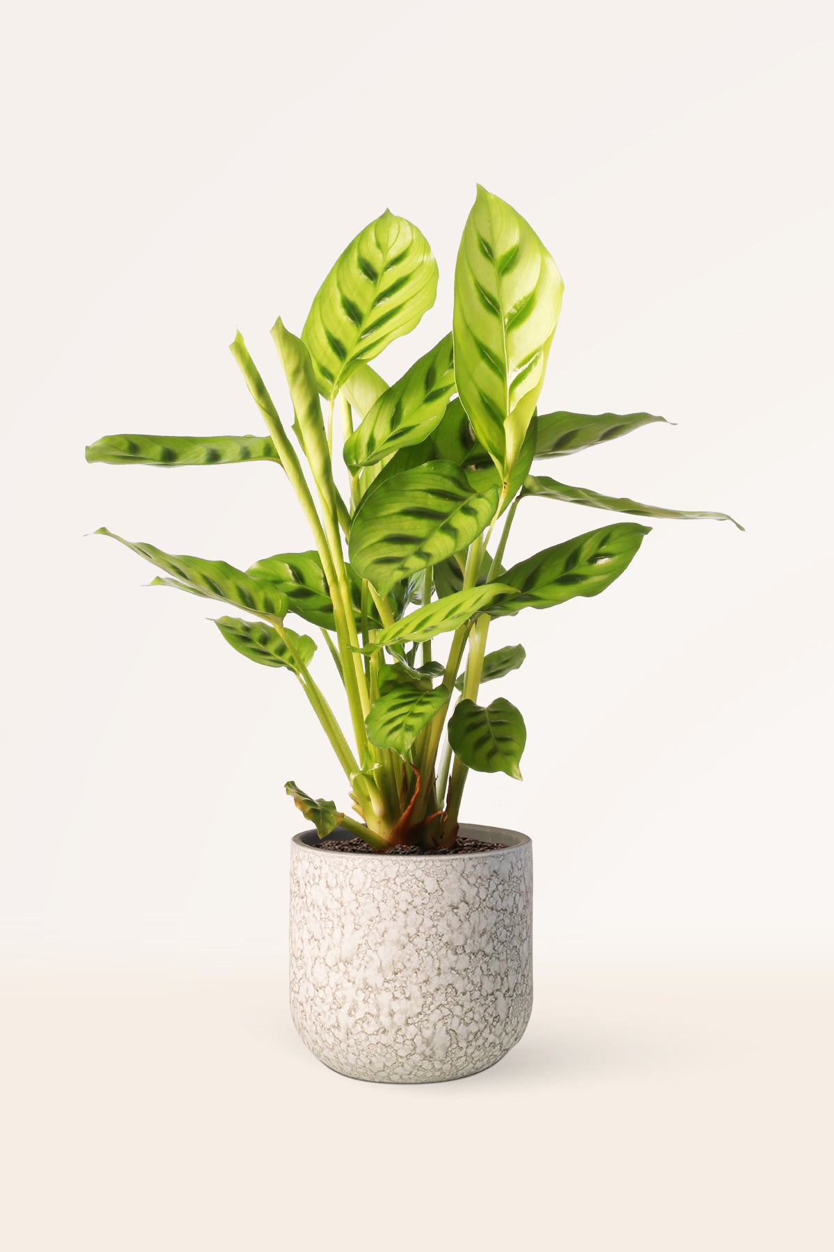 Calathea Leopardina | Comprar plantas online | Plantas de interior |  APRILPLANTS