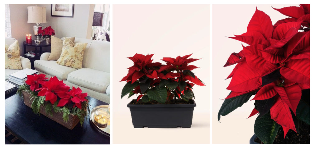 Poinsettia tarrina