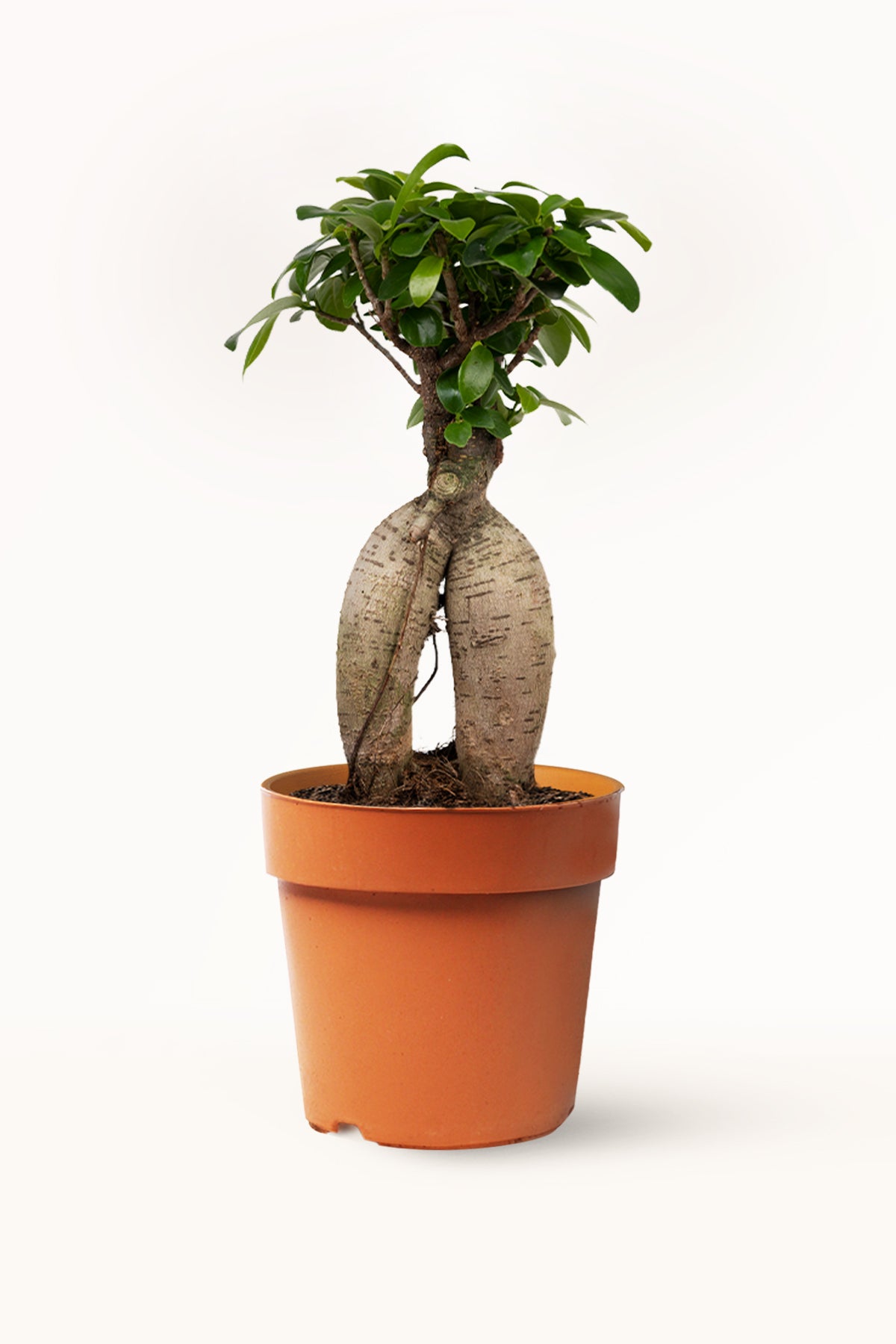 Comprar Ficus online April Plants |
