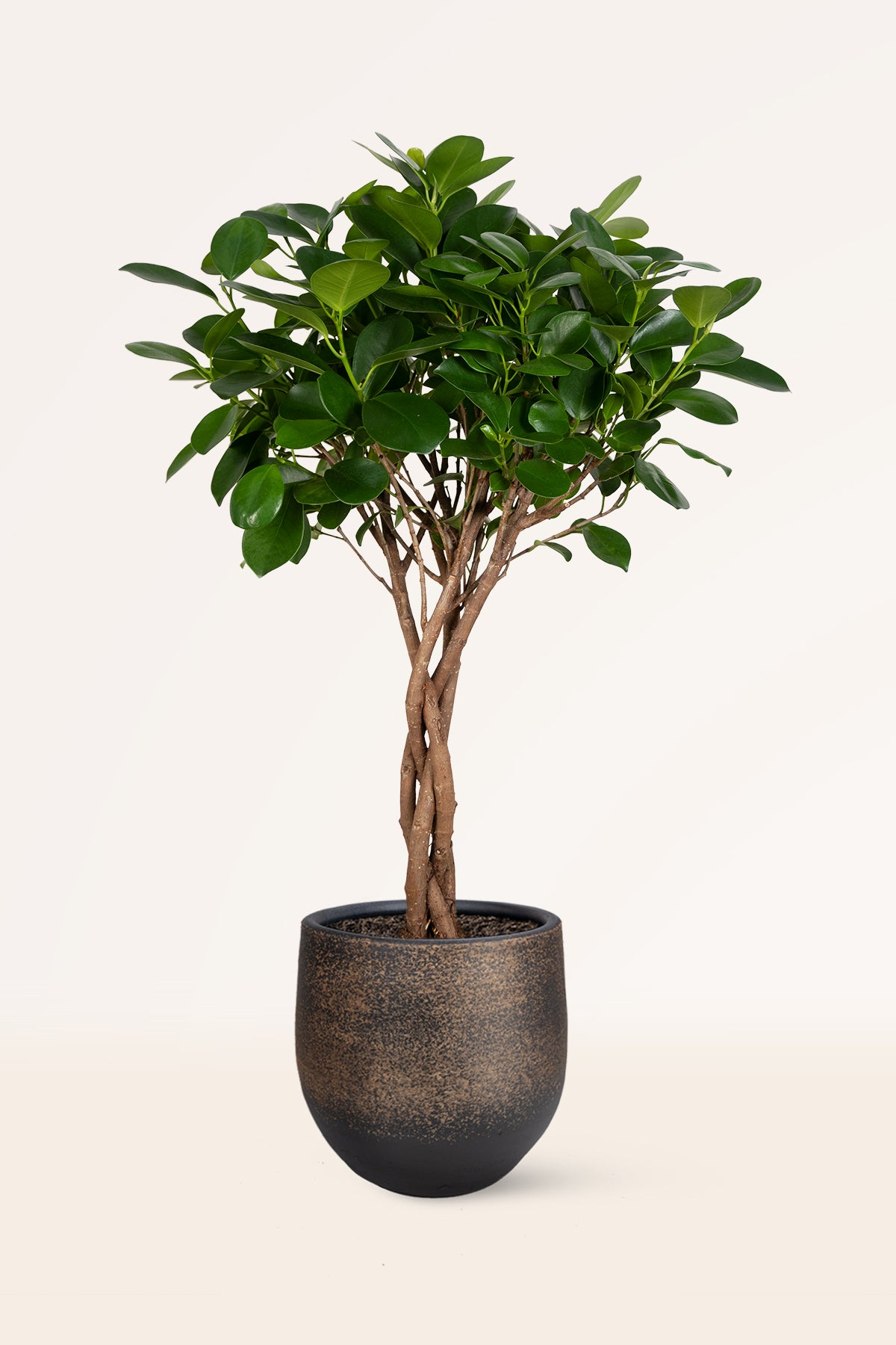 Ficus Moclame | Comprar plantas online | Plantas de interior | APRILPLANTS