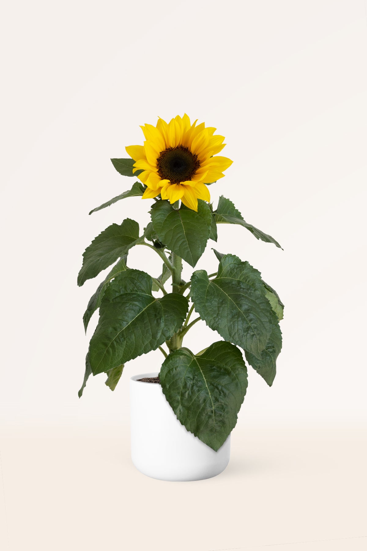 Comprar Girasol en maceta con envío gratis | April Plants | APRILPLANTS