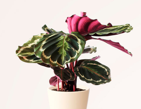 Calathea Medallion Plantas de interior