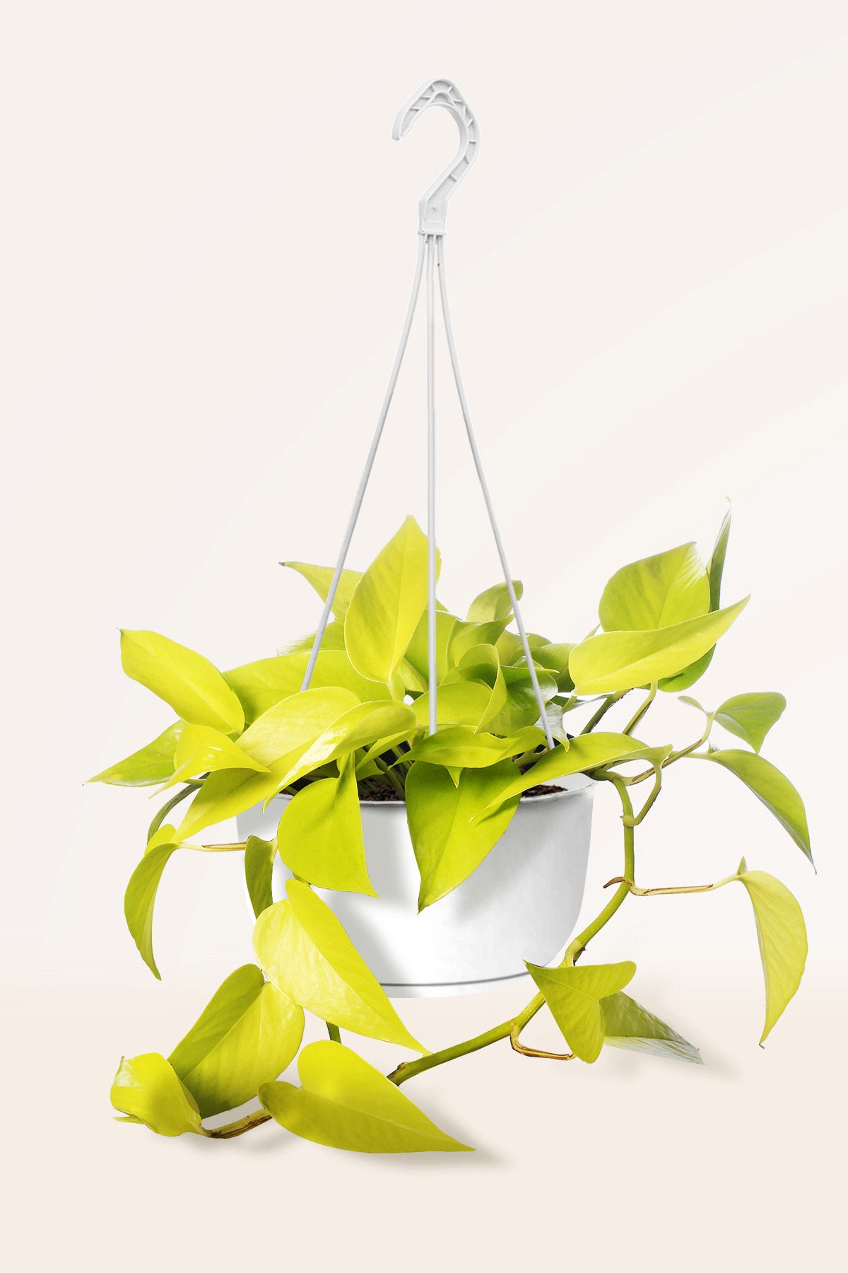 Pothos Lemon | Comprar plantas online - Plantas colgantes | APRILPLANTS