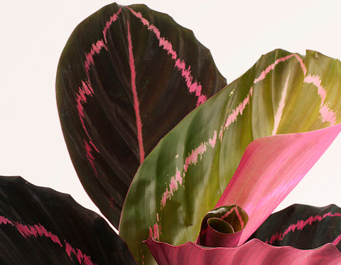 Calathea Medallion detalle hojas