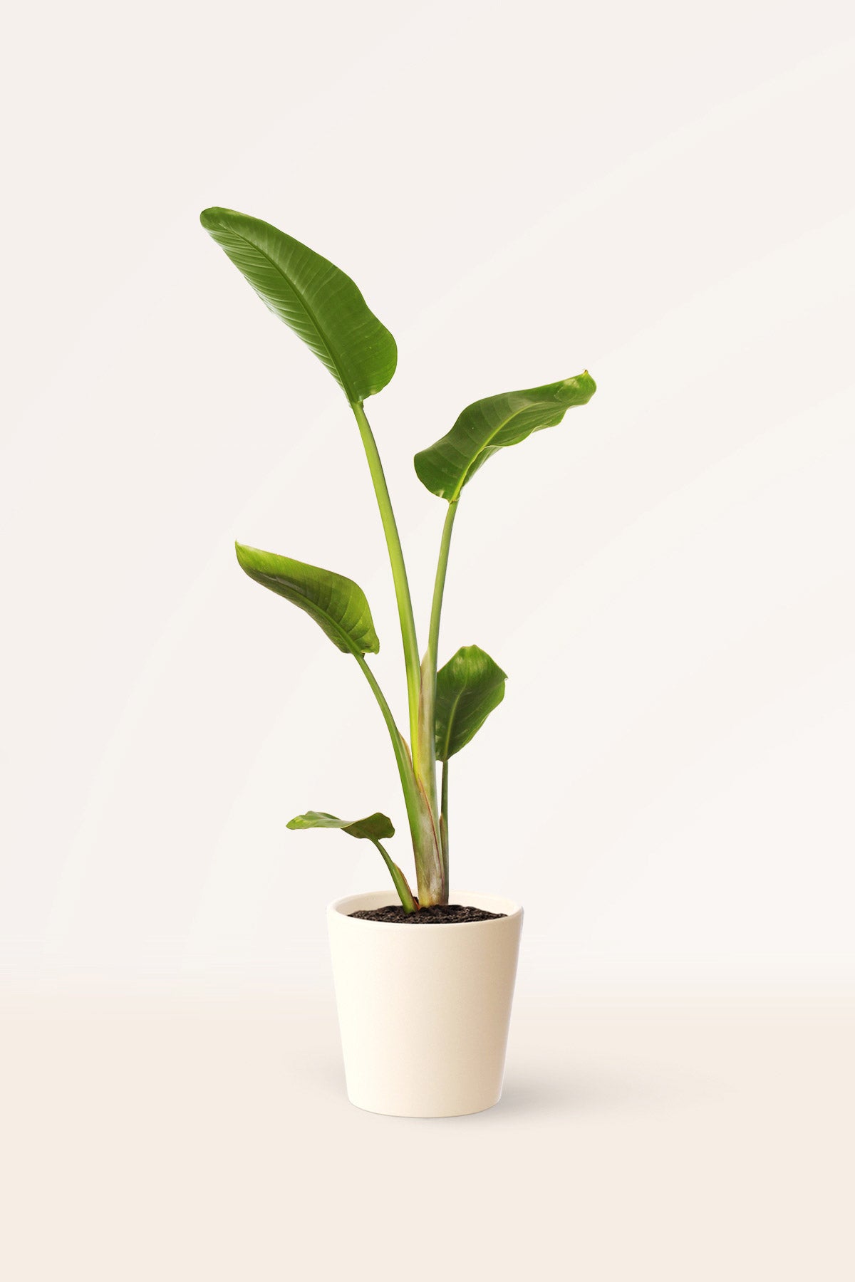 Comprar Ave del Paraiso o Strelitzia Augusta online | April Plants |  APRILPLANTS