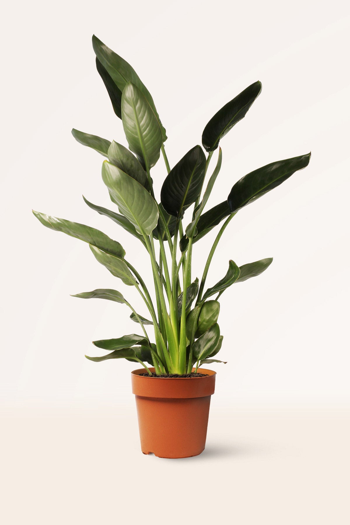Strelitzia Reginae | Comprar plantas online | Plantas exterior | APRILPLANTS