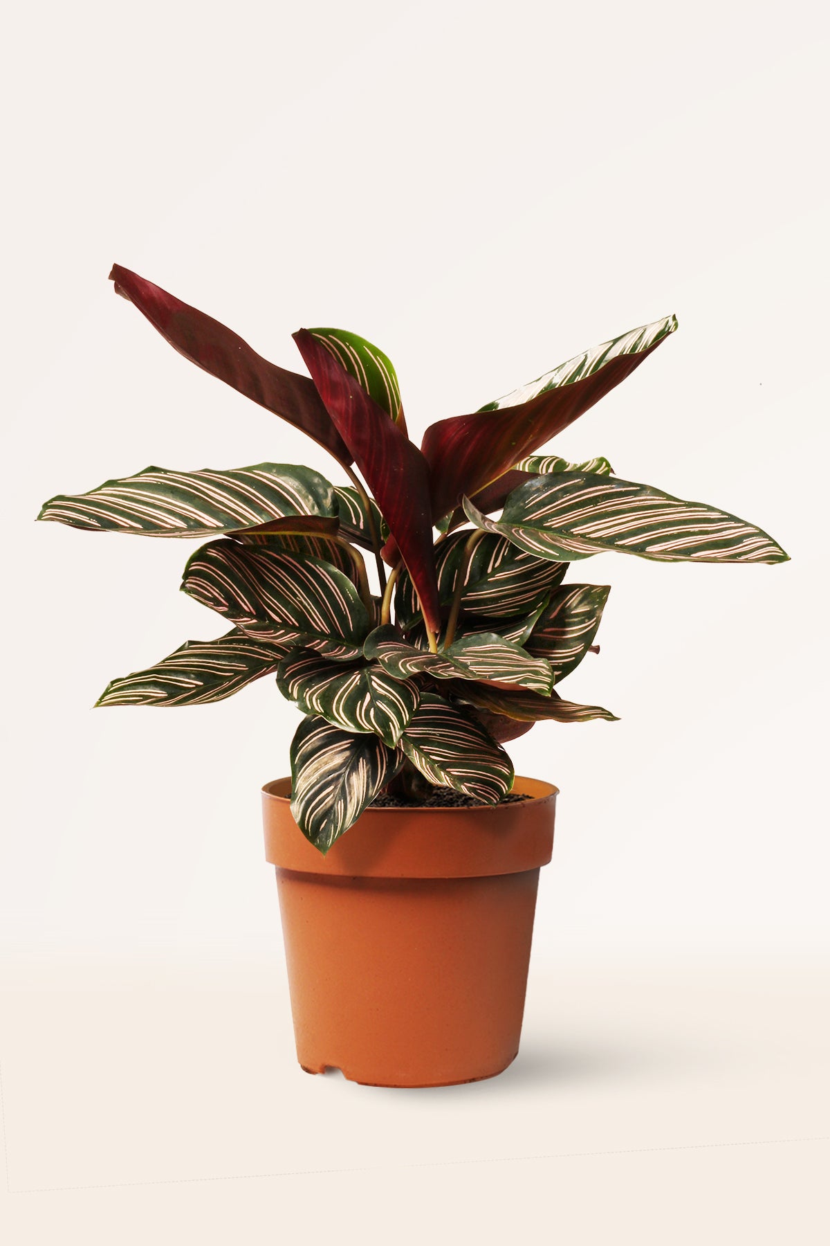 Calathea Ornata | Comprar plantas online | Plantas de interior | APRILPLANTS