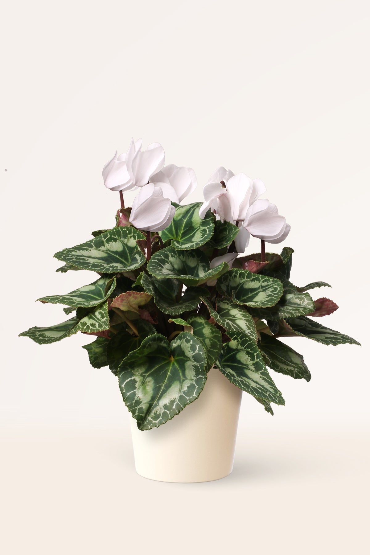 Comprar Cyclamen Blanco online | April Plants | APRILPLANTS