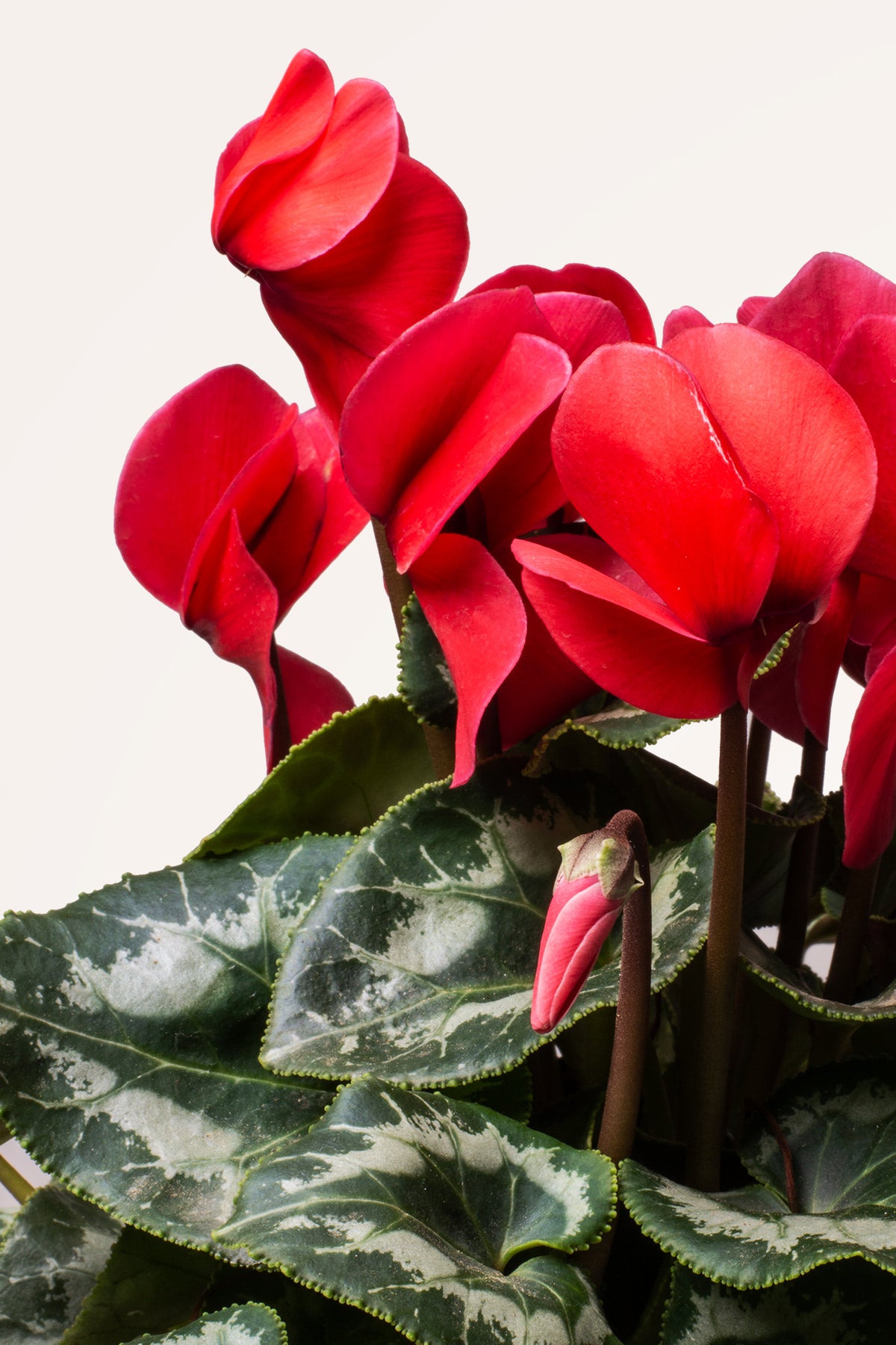 Comprar Cyclamen Rojo online | April Plants | APRILPLANTS