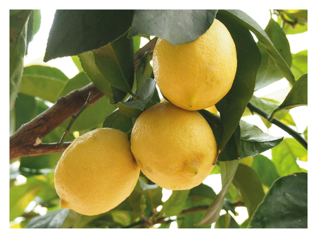 Árbol frutal de limones