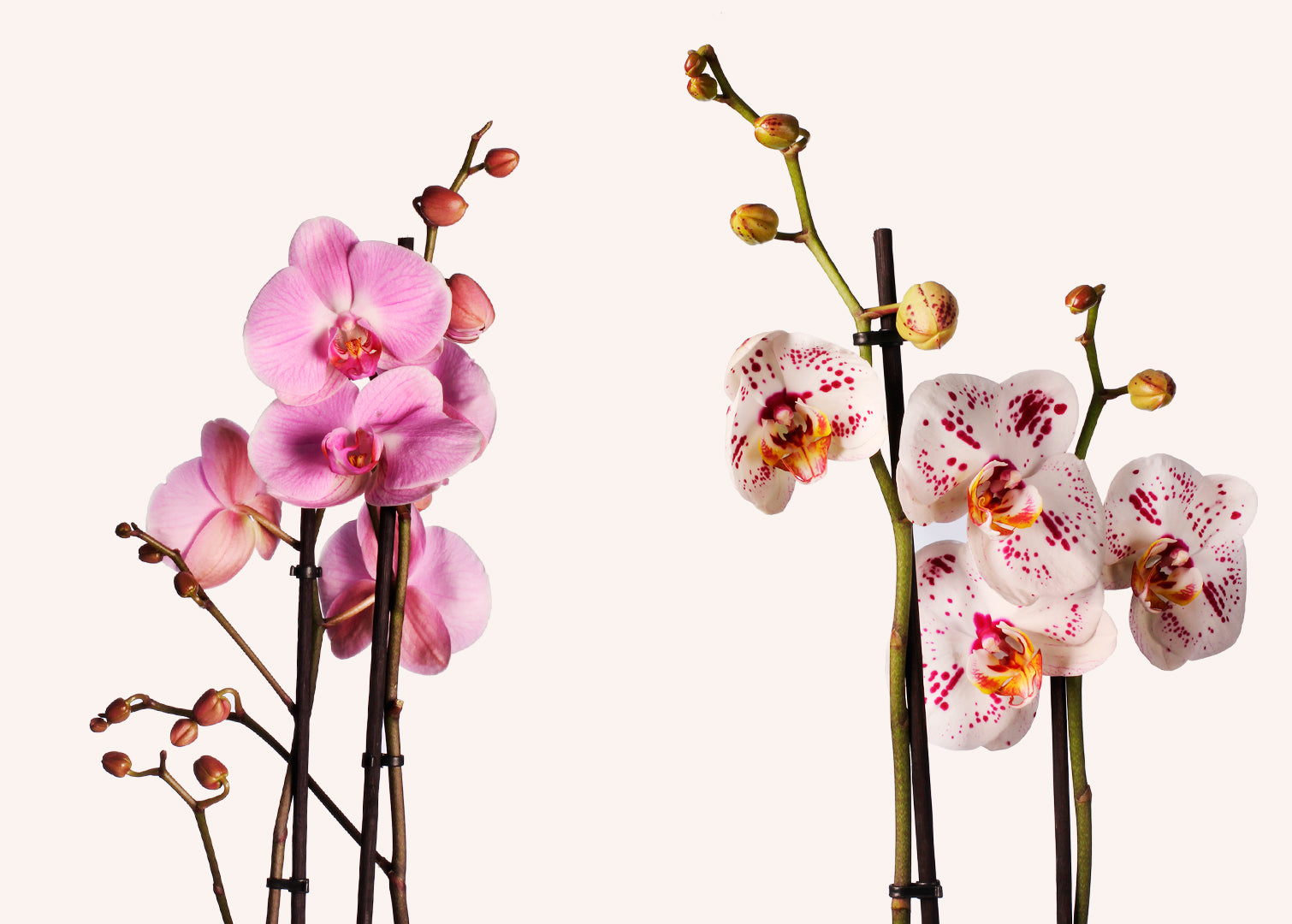 Orquideas plantas del amor